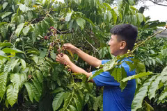 Special credit policies to be applied in Central Highlands: SBV Deputy Governor