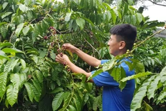 Special credit policies to be applied in Central Highlands: SBV Deputy Governor
