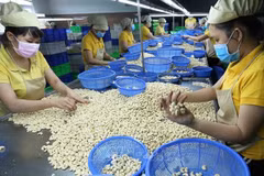 New records set in agricultural product export revenue