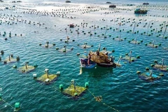 Vietnam works on sustainable development of marine aquaculture
