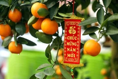 Kumquat – enduring symbol of Tet