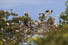 Lo Go-Xa Mat National Park preserves biodiversity in tourism development