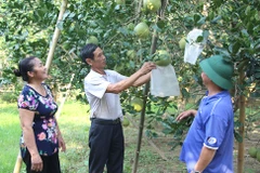 Phu Tho puts agricultural land to effective use