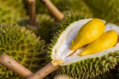 Durian to make breakthrough for Vietnam's fruit exports