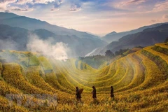 Exploring terraced rice fields in Yen Bai province