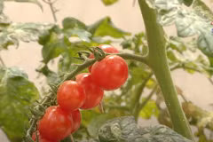 High-tech vegetable farming brings economic efficiency