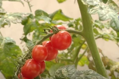High-tech vegetable farming brings economic efficiency