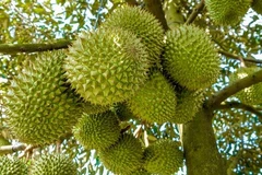 Durian, coconut expected to join “1-bln-USD” export club
