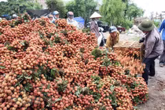 Hai Duong works to ensure smooth lychee sales