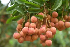 China - main export market of Bac Giang lychee