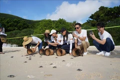 Fund-raising campaign launched to conserve Con Dao sea turtles