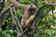 Family of primates at Cuc Phuong National Park