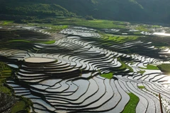 Terraced fields in Sa Pa during wet season