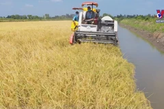 Vietnam to develop 1 mil. ha of low-emission high-quality rice