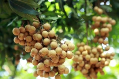 Hung Yen’s longan aims to conquer Japan market