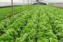  Organic farming not for mass production