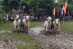 Ox racing festival in An Giang kicks off