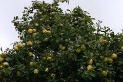 Citrus trees benefit midland people