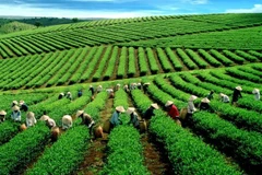 VN tea exporters enjoy record year