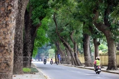 Singapore called to help Hanoi with trees management
