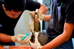 Largest ever number of rare pangolins released into wild