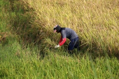Philippines eyes faster farm output growth in 2017