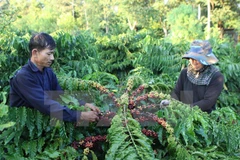 Dak Lak strives to increase processed coffee exports