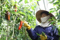 Da Lat aims to become top vegetable producer in Southeast Asia