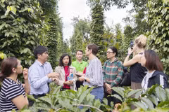 Project benefits sustainable pepper production in Central Highlands