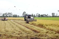 Festival to drive national rice trade