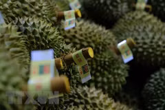 Vietnamese fruits introduced at festival in China’s Tianjin city 