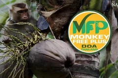 Thailand speeds up issuance of GAP certificates to coconut growers