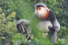 Efforts exerted to protect gray-shanked douc langurs in Phu Yen