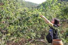 Son La plum to be served on Vietnam Airlines flights