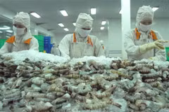 Bac Lieu eyes 1 billion USD in shrimp exports
