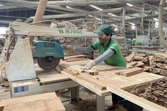 Vietnam, US step up implementing deal on illegal logging, timber trade