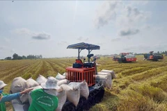 Vietnam exports 1.7 million tonnes of rice in Q1