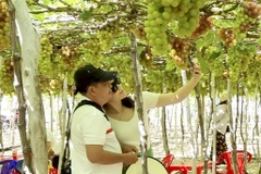 Ninh Thuan province develops grape eco-system