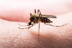 Indonesia plans to develop homegrown vaccine against dengue fever