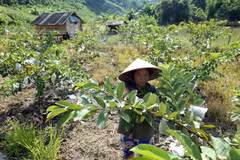 Toronto webinar highlights Vietnam’s poverty reduction experience