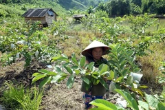 Toronto webinar highlights Vietnam’s poverty reduction experience
