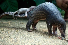 Endangered Sunda pangolins released into wild in Ninh Binh