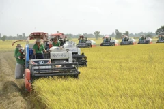 Rice exports expected to hit 5 billion USD this year