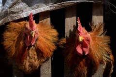 Cambodia records second H5N1 death in 2023
