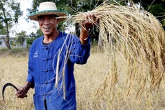 Thai cabinet approves debt suspension for farmers