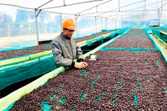 FTA to offer big opportunities for Vietnamese exports to Israel: Insiders