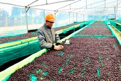 FTA to offer big opportunities for Vietnamese exports to Israel: Insiders