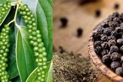PM orders assistance to peppercorn exporters in trouble