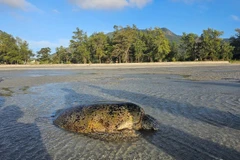 Rare sea turtle rescued in Ba Ria-Vung Tau province