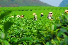 Tea exports earn 50 mln USD in first four months of 2023